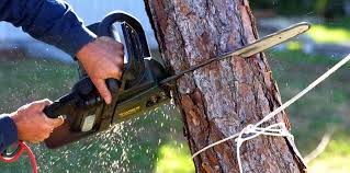 Sacaton, AZ Tree Services Company