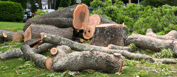 Best Tree Risk Assessment  in Sacaton, AZ